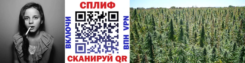 Конопля конопля Ефремов